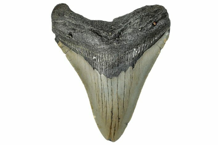 Serrated, Fossil Megalodon Tooth - North Carolina #295102